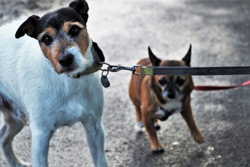 Hundebegegnungen