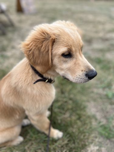 Golden Retriever